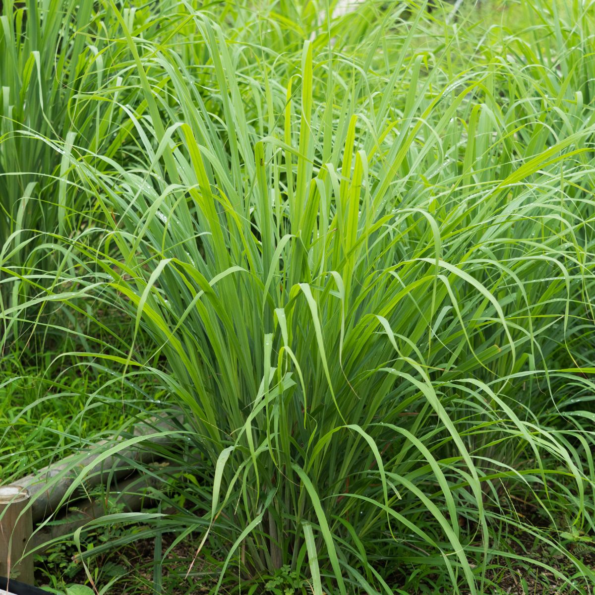 Lemongrass